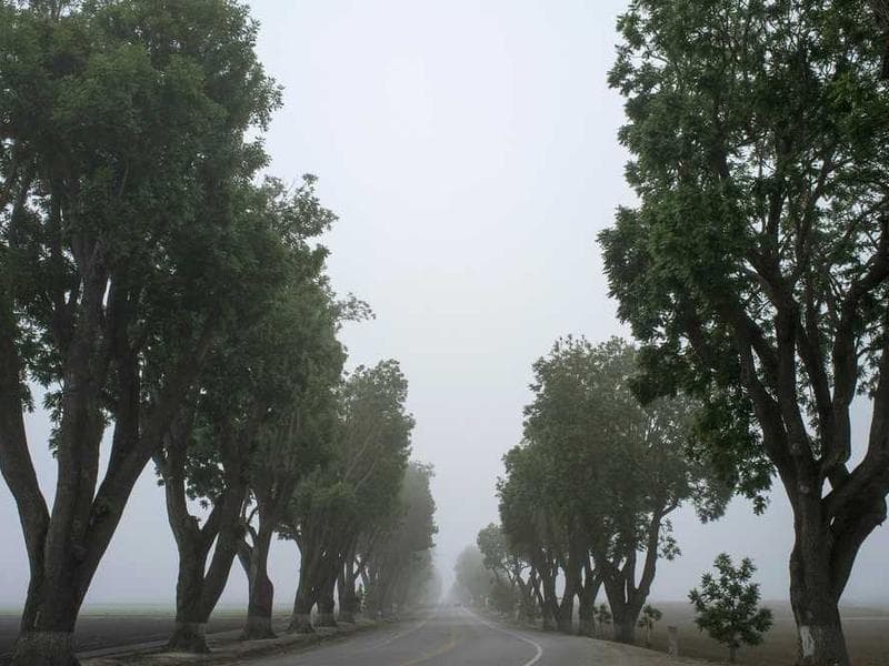 Rápido Pescado Especial